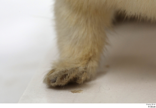 Weasel foot leg 0008.jpg